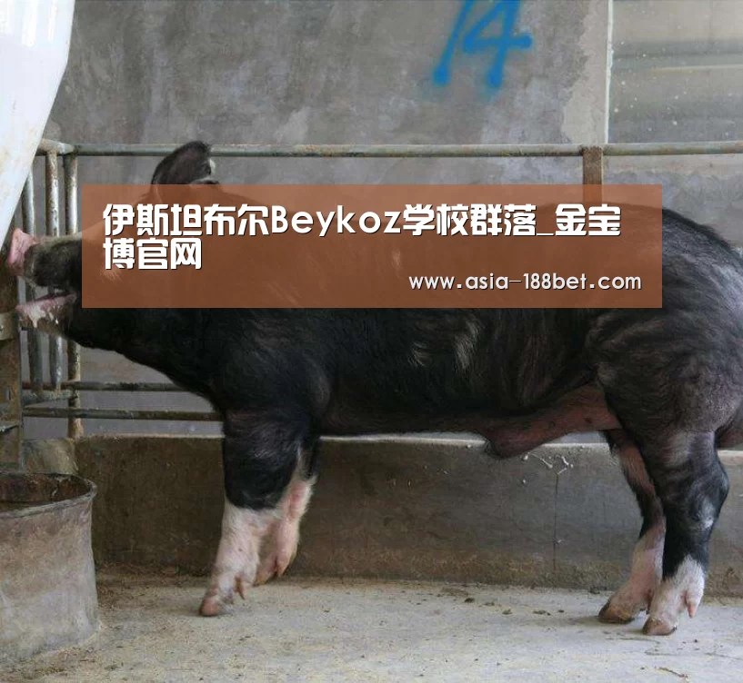伊斯坦布尔Beykoz学校群落_金宝博官网(图1) 金宝博官网
